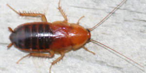Brown banded Cockroach Control Services