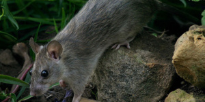 Roof rat control service