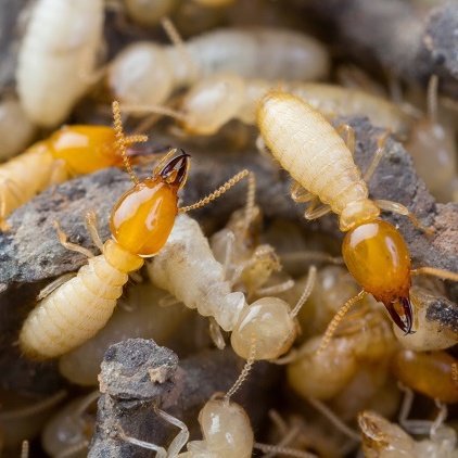 Termite Control Solution and Treatments