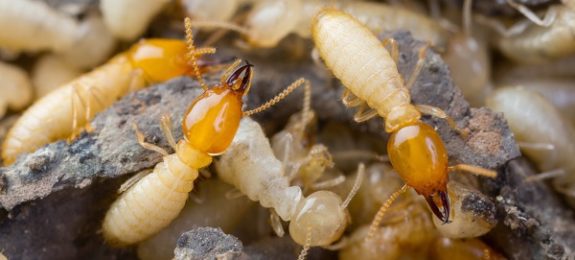 Termite Control Solution and Treatments
