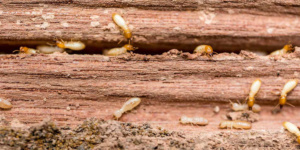 Wood Termites