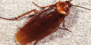 american cockroach control services