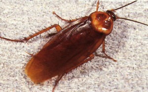 american cockroach control services