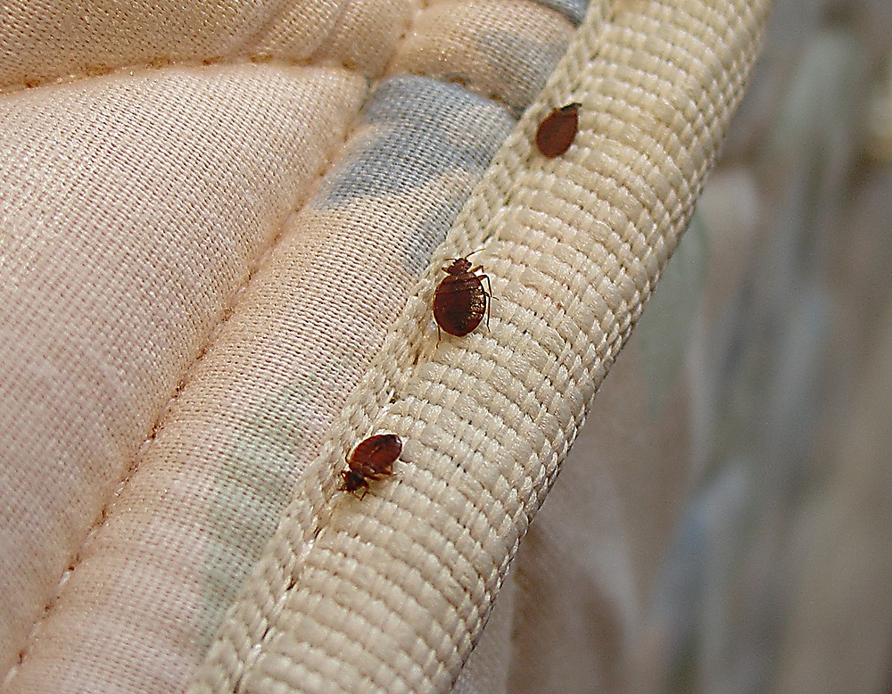 bed bugs treatment