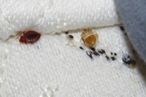 Bed Bug Control & Treament