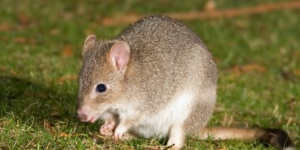 Bandicoot Rat Control