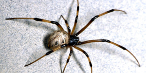 spiders in home pest control