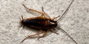 german cockroach control services
