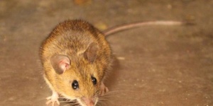 House Mouse Control services