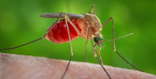 Mosquito Control Services