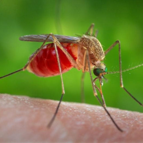 Mosquito Control Services