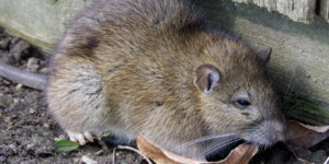 norway rat pest control