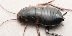 oriental cockroach control services