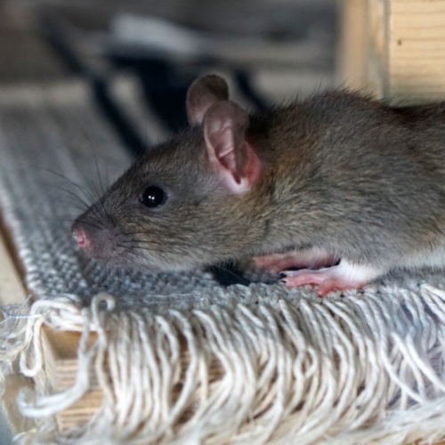 rat control services