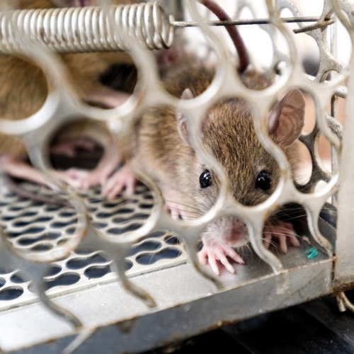 rat proofing services