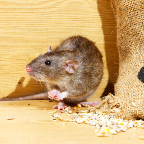 Rodent Removal Services