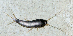silverfish control services