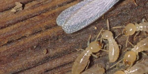 subterranean Termites control