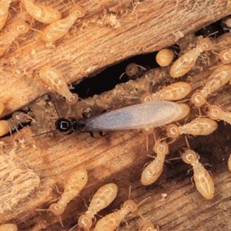 Pre-Construction Termites Treatment