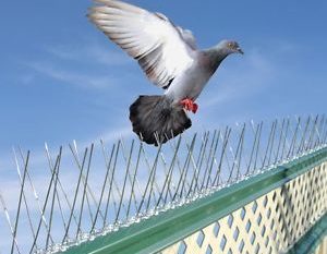 Bird control methods benefits