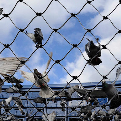 bird-netting-services