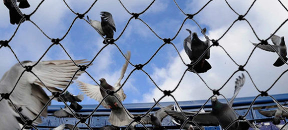 bird-netting-services