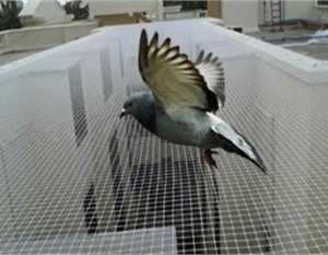 birdnet Pigeon