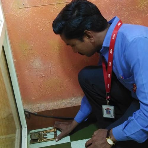 Pepstop trap rodent in action