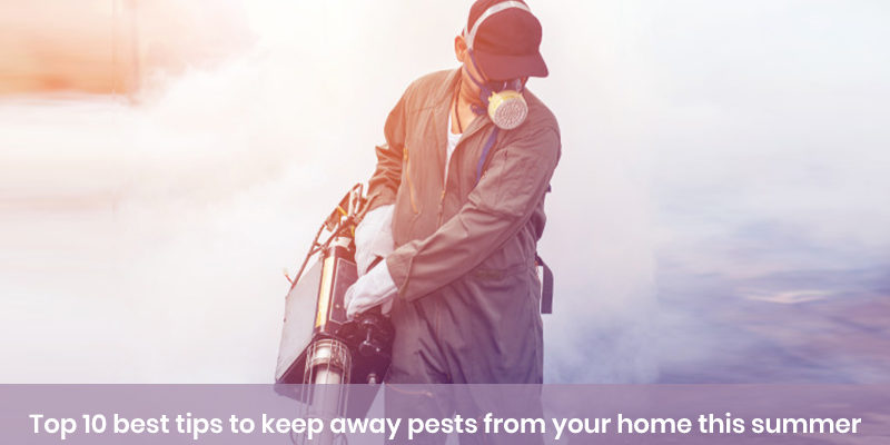 Top 10 best tips to keep away pests from your home this summer