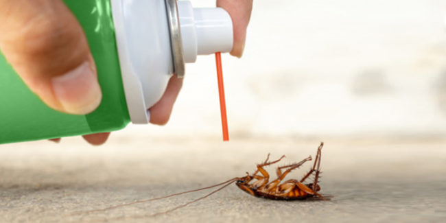 GET RID OF COCKROACHES THIS DIWALI