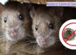 Rodent Control Services