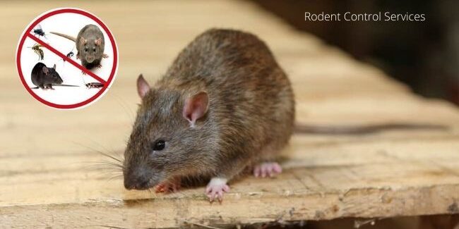 Rodent Control Services in Gulbarga