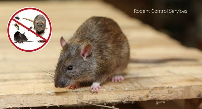 Rodent Control Services in Gulbarga