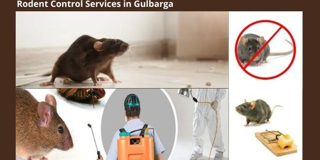 Rodent Control Services in Gulbarga