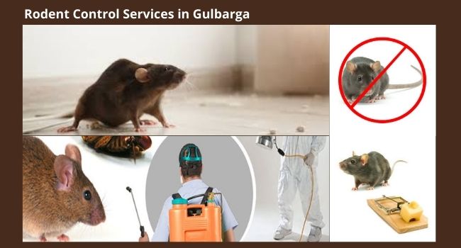 Rodent Control Services in Gulbarga