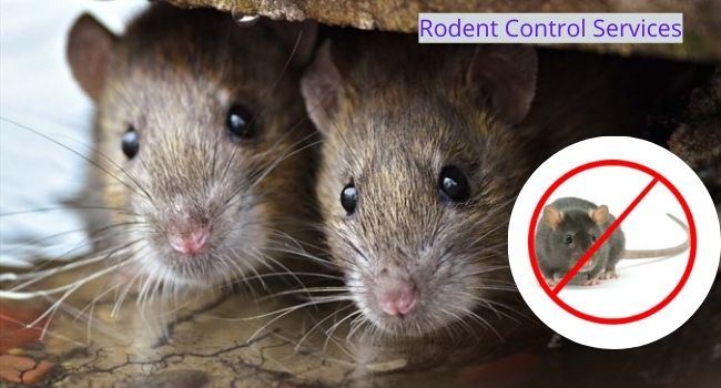 Rodent Control Services