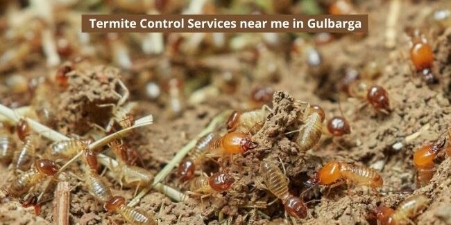 Termite Control Services near me in Gulbarga