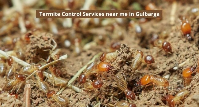Termite Control Services near me in Gulbarga