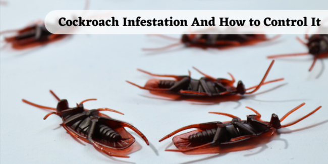 Cockroach Infestation and How to Control It