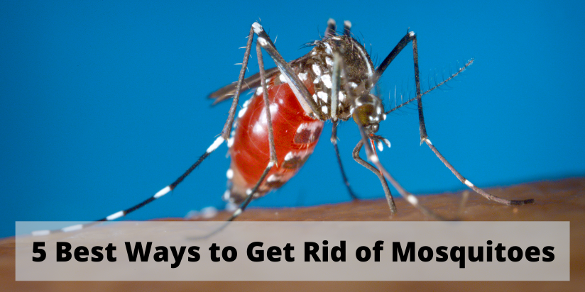 top 5 ways to get rid of mosquitoes and the best best control services in Thane