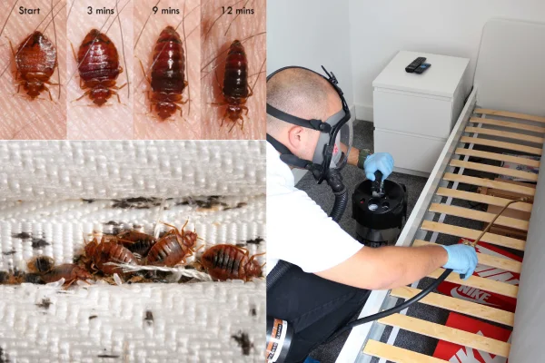 Bed Bugs Control Services